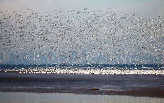 北戴河鸽子窝湿地鱼鸥翔集