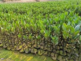 红树林育苗（左）情况