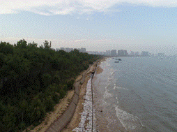 北戴河浅水湾岸线修复前（左）