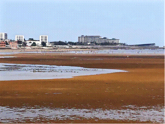 游客在小岛湾岸滩赶海