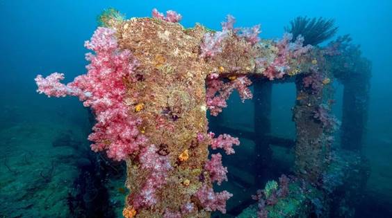 蜈支洲岛人工鱼礁上附着新生的珊瑚