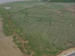 互花米草清理前（左）