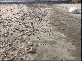 整治修复前的基湖沙滩-沙滩细化、砂质流失（右）