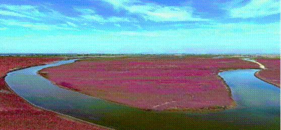 整治修复后的“红地毯”景观