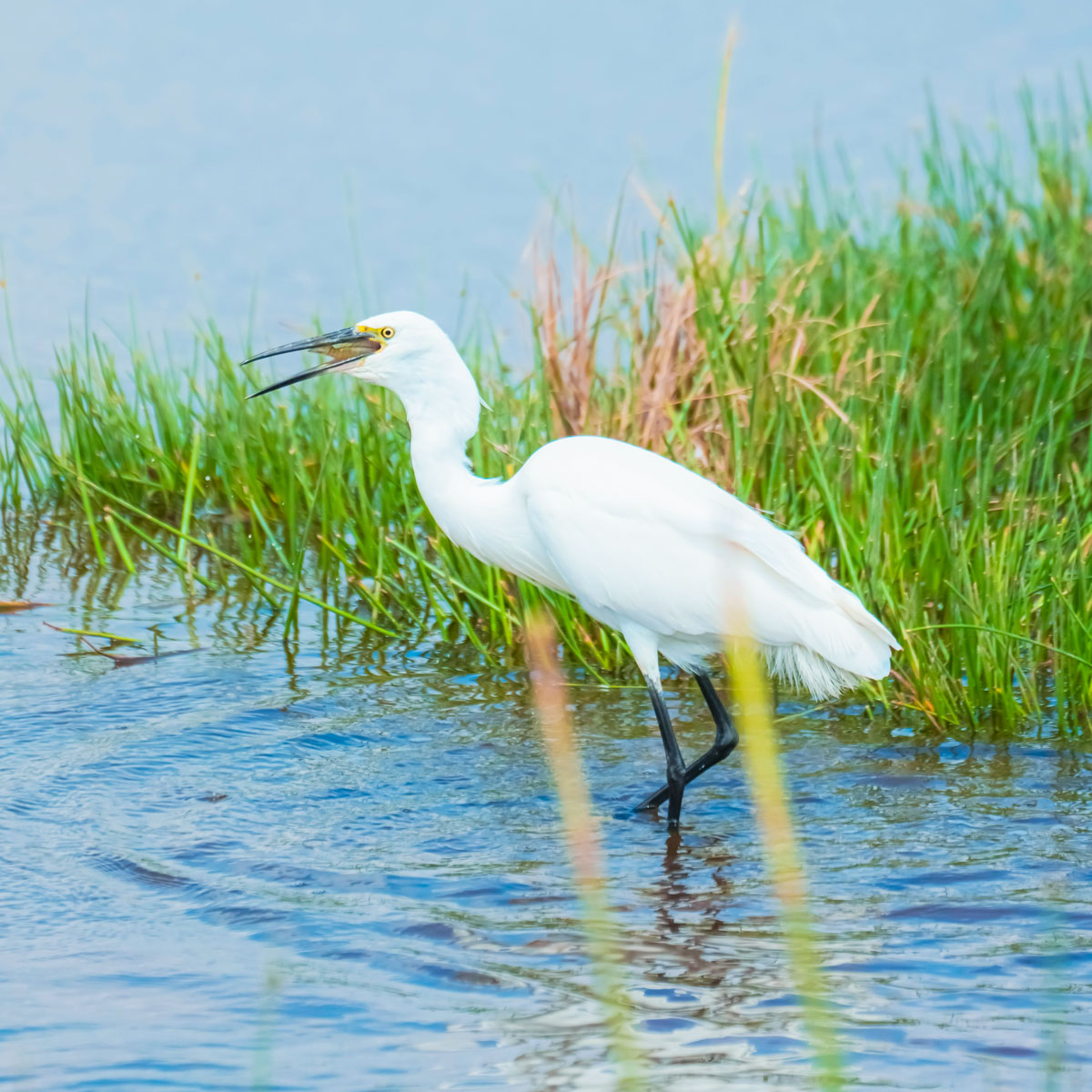 山东省滨海湿地生态修复<br>与生物保育实验室